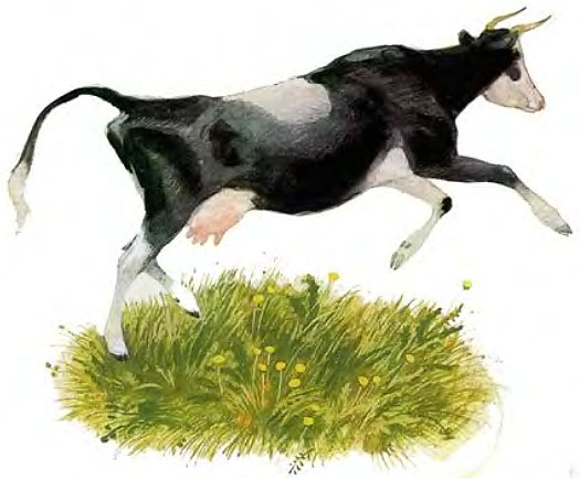 Буцлива корова